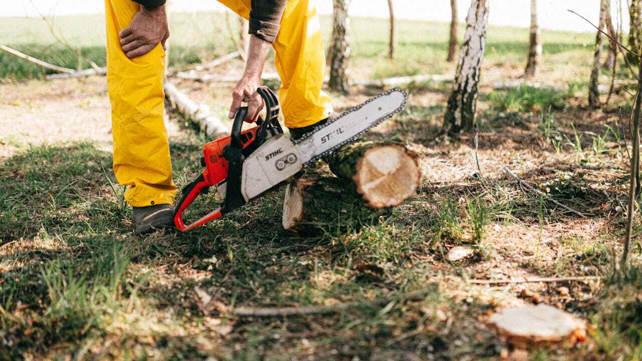 Dead Tree Removal in Cuthbert, GA